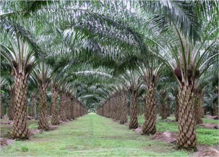 Sektor perkebunan didominasi oleh Kelapa Sawit dengan nilai produksi mencapai 2.959.829,82 ton pada tahun 2024, disusul Kelapa (2.570,92 ton) dan Lada (1.139,14 ton).